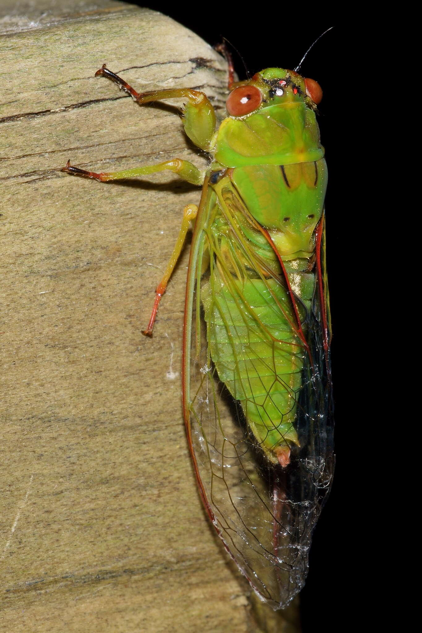 Image of April green cicada