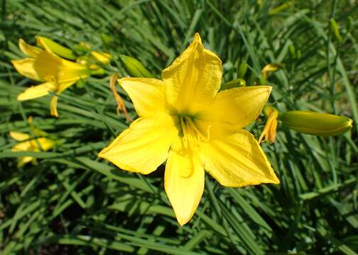 Image of lemon day-lily