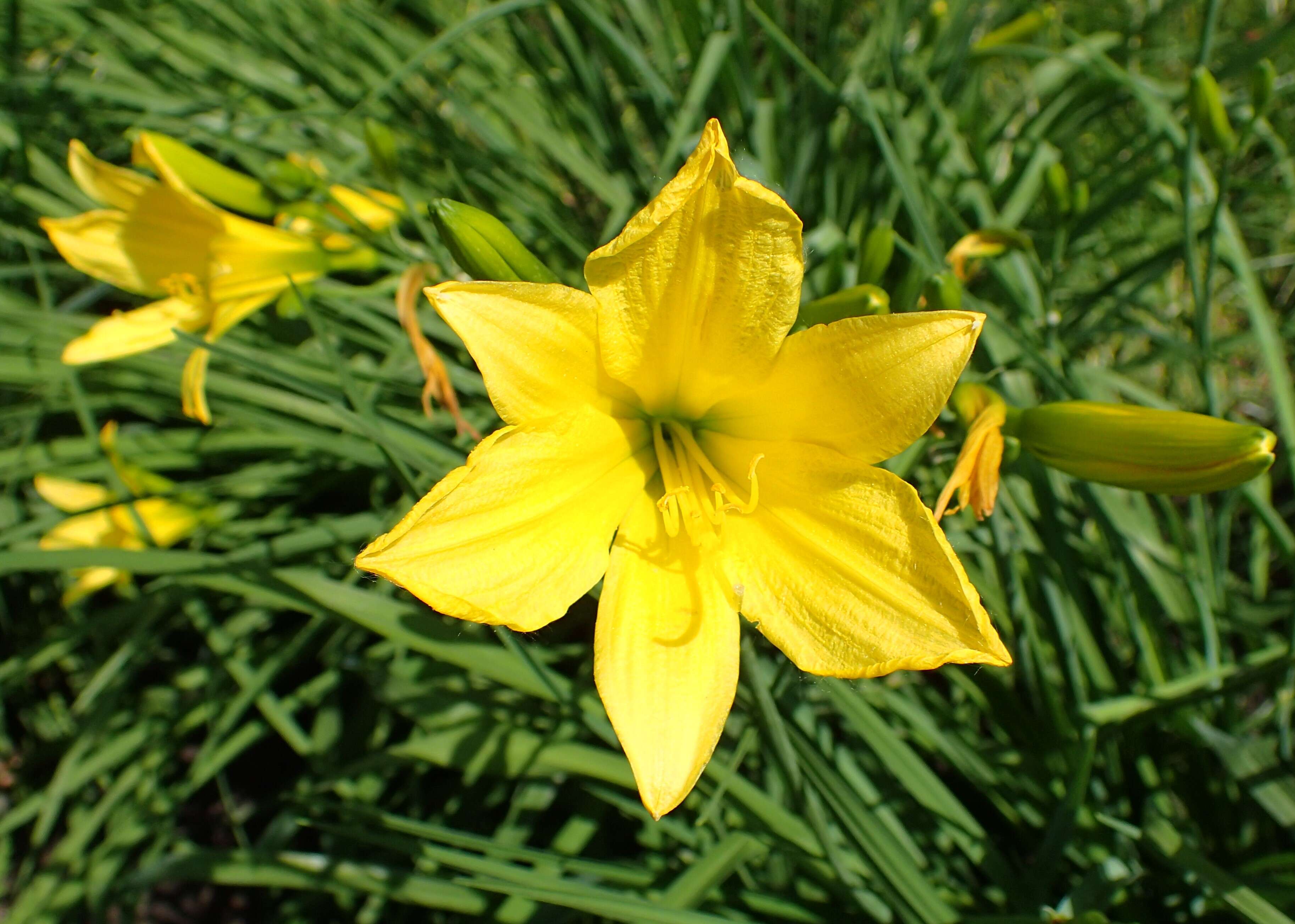 Image of lemon day-lily