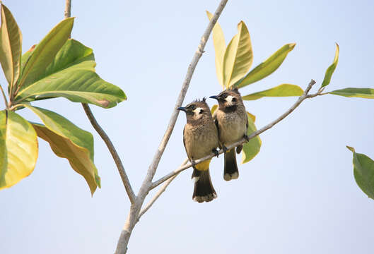 Image of Himalayan Bulbul