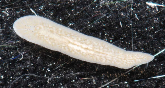 Image of Euplanidae