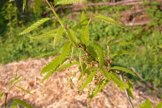 Imagem de Quercus libani G. Olivier