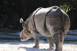 Image of Indian Rhinoceros