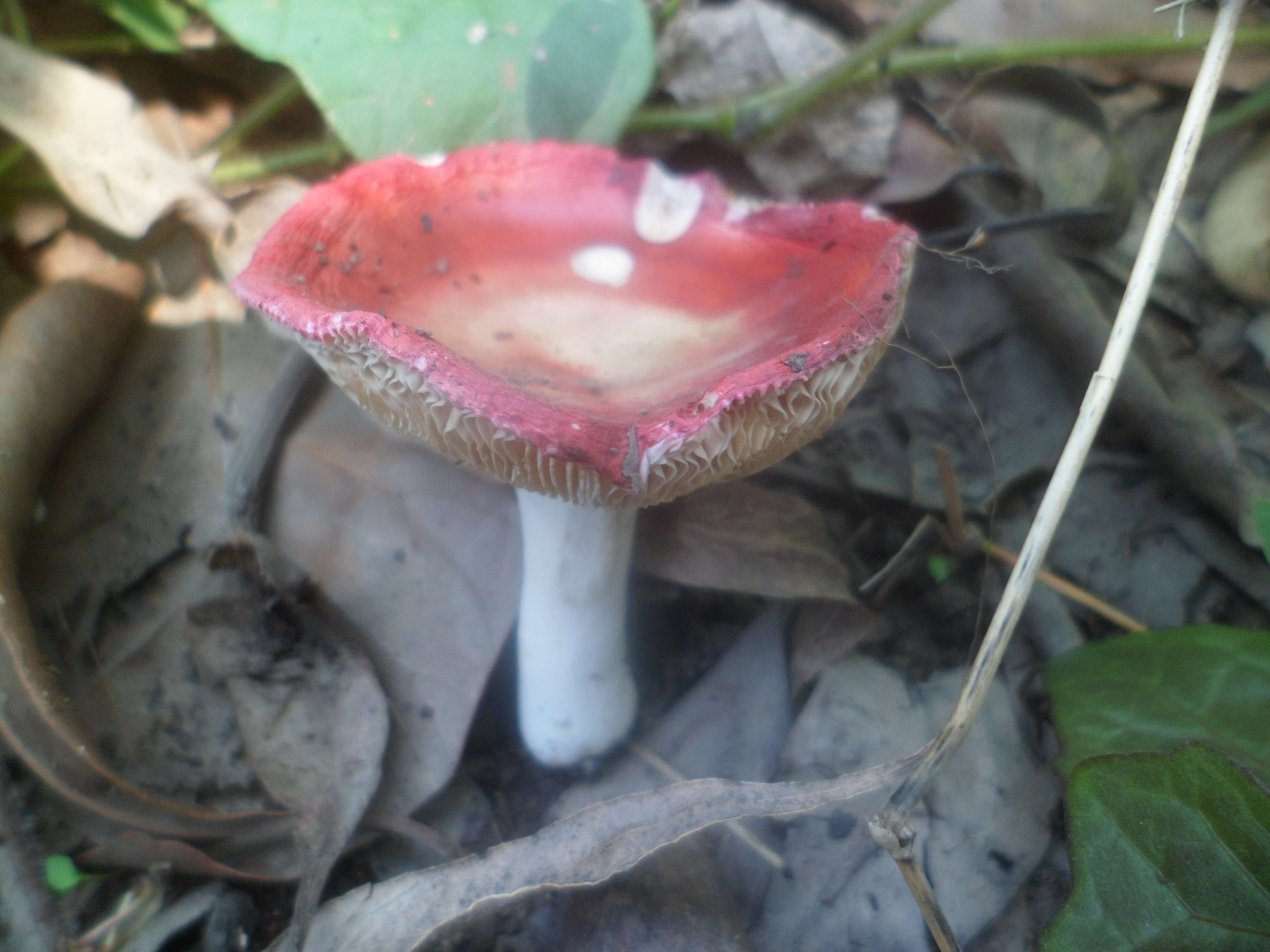 Image of Russula emetica (Schaeff.) Pers. 1796