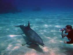 Image of Bottlenose Dolphin