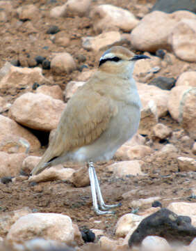 Image of Cream-colored Courser