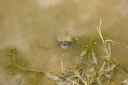 Image of Indian black turtle