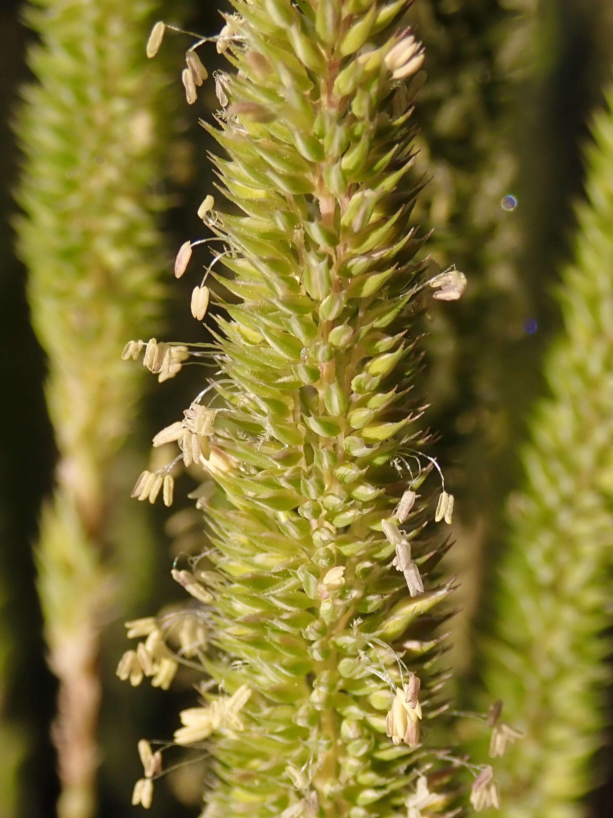 Image of Boehmer's cat's-tail