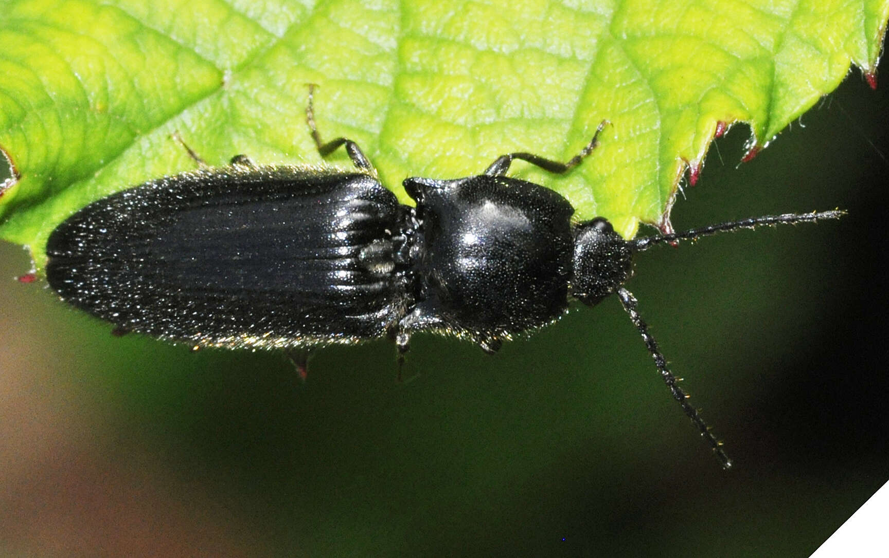 Image of Hemicrepidius niger