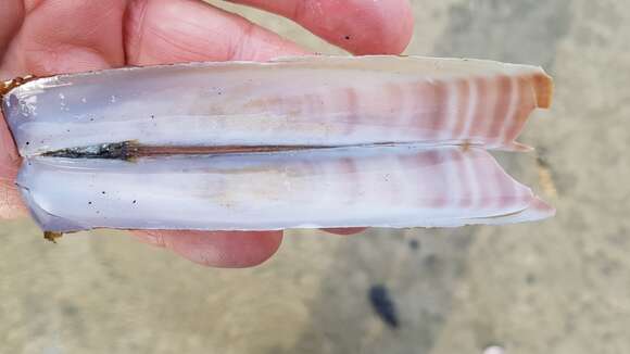Image of Atlantic jackknife clam