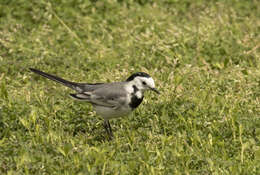 Image of Pied Wagtail and White Wagtail