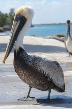 Image of Pelecanus occidentalis carolinensis Gmelin & JF 1789