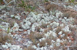 Слика од Cladonia evansii Abbayes