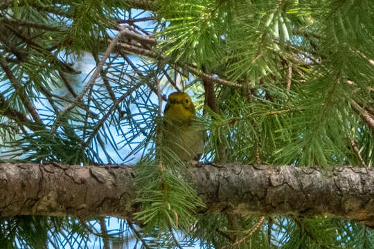 Image of Hermit Warbler