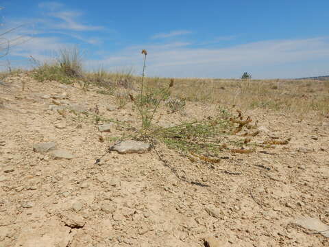 Image of white prairie clover