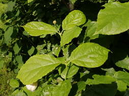 Image de Calycanthus chinensis Cheng & S. Y. Chang