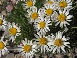 Слика од Erigeron compactus Blake