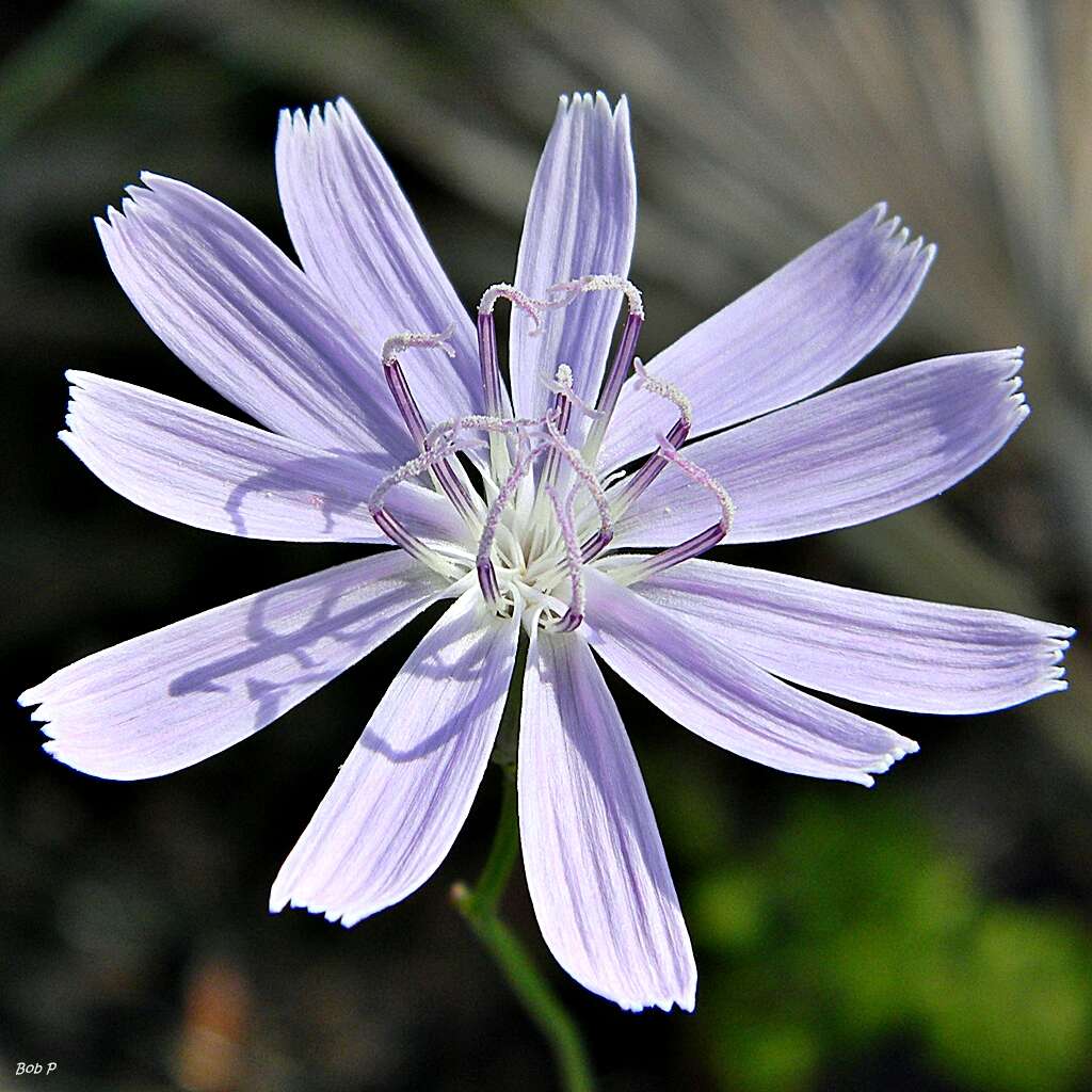 Image of rose rush