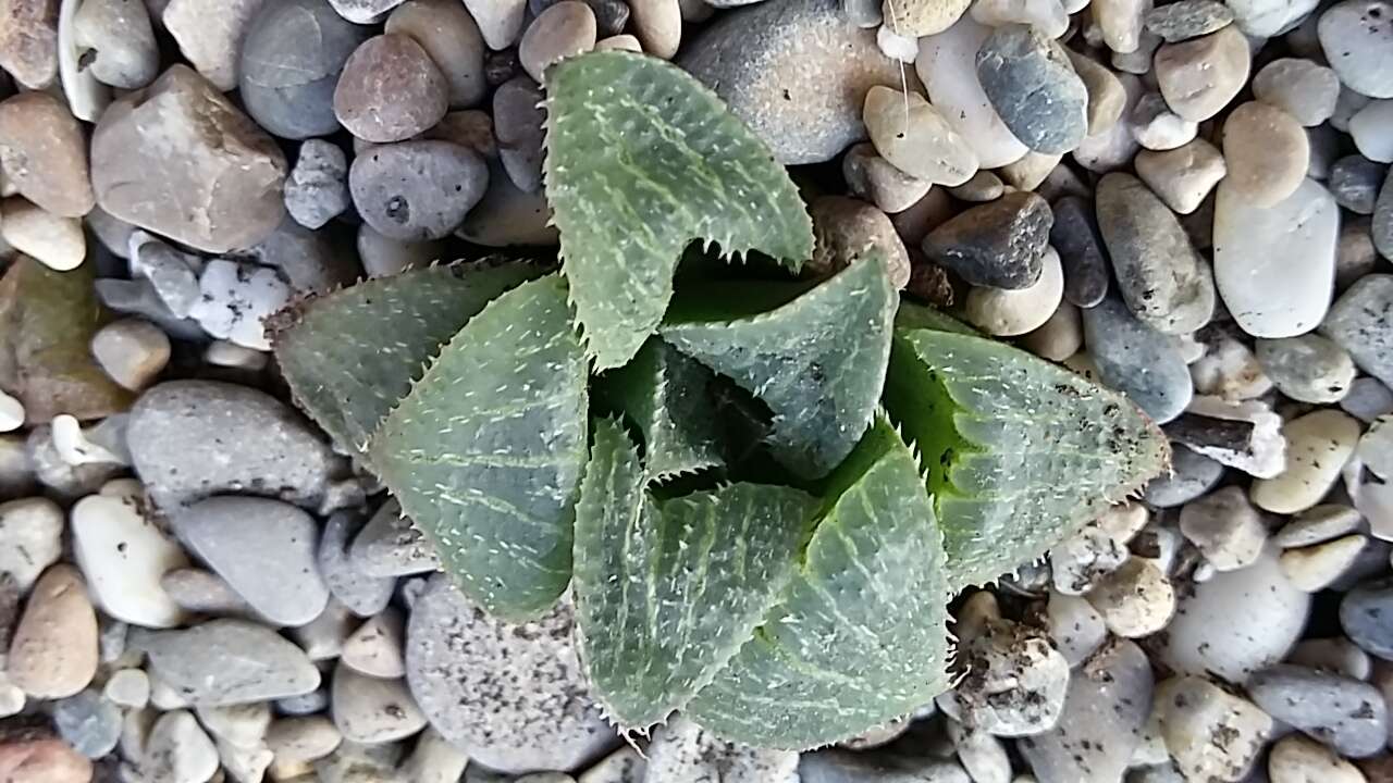 Image of Haworthia emelyae Poelln.