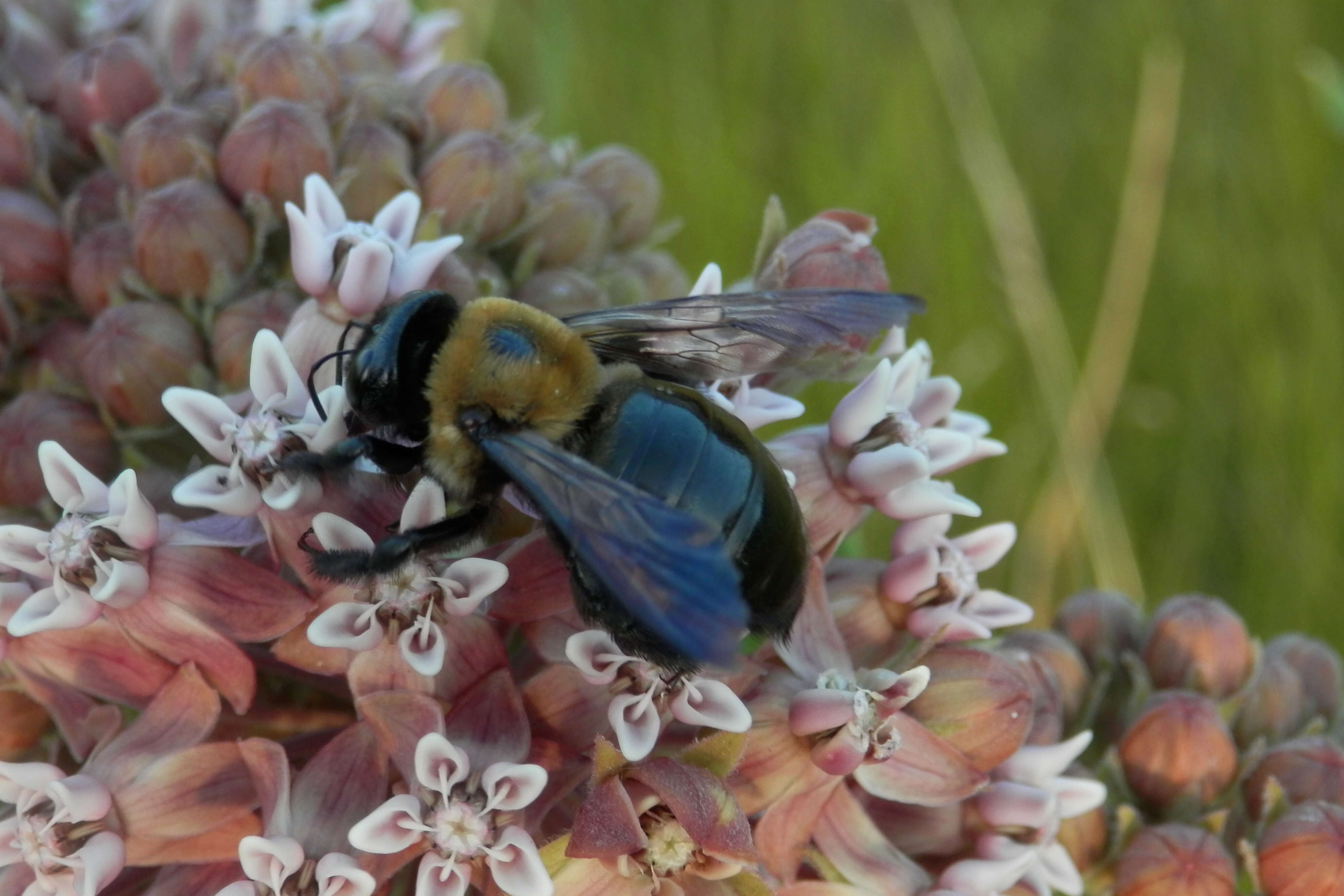 Image of Eastern Carpenter Bee