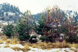 Image of Spanish Fir