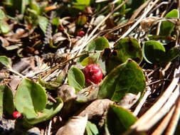 Gaultheria humifusa (R. Grah.) Rydb. resmi