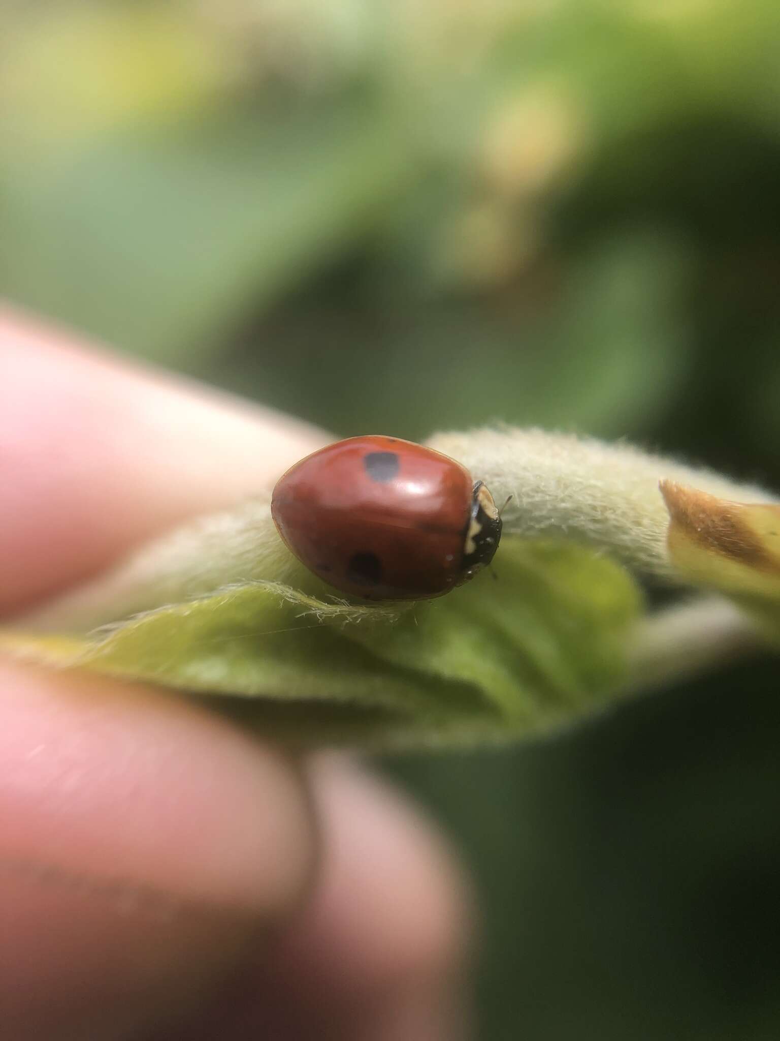 Plancia ëd Adalia bipunctata (Linnaeus 1758)