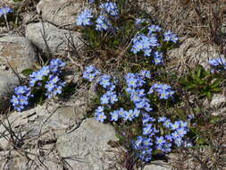 Image of Myosotis rehsteineri Warten.