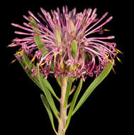 Image of Isopogon linearis Meissn.