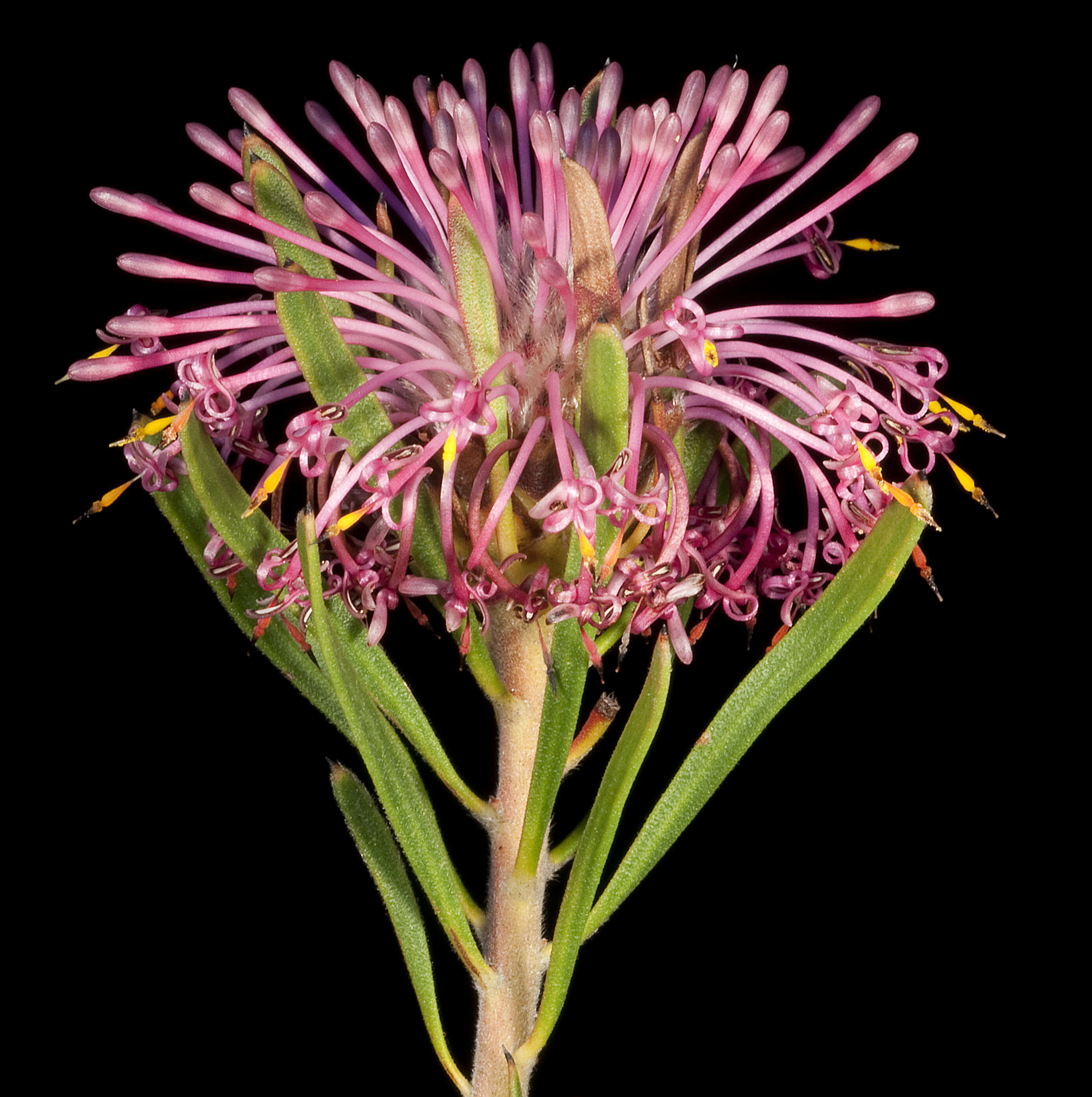 Imagem de Isopogon linearis Meissn.