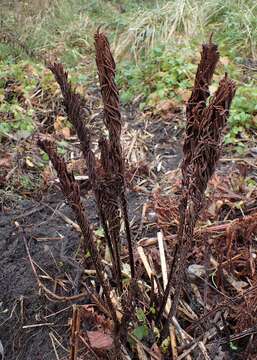 Image of ostrich fern