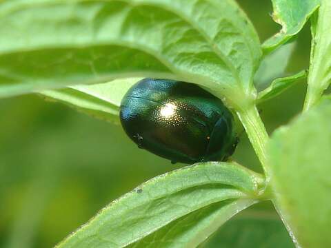 Image of Chrysolina coerulans