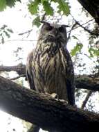 Image of Eurasian Eagle Owl