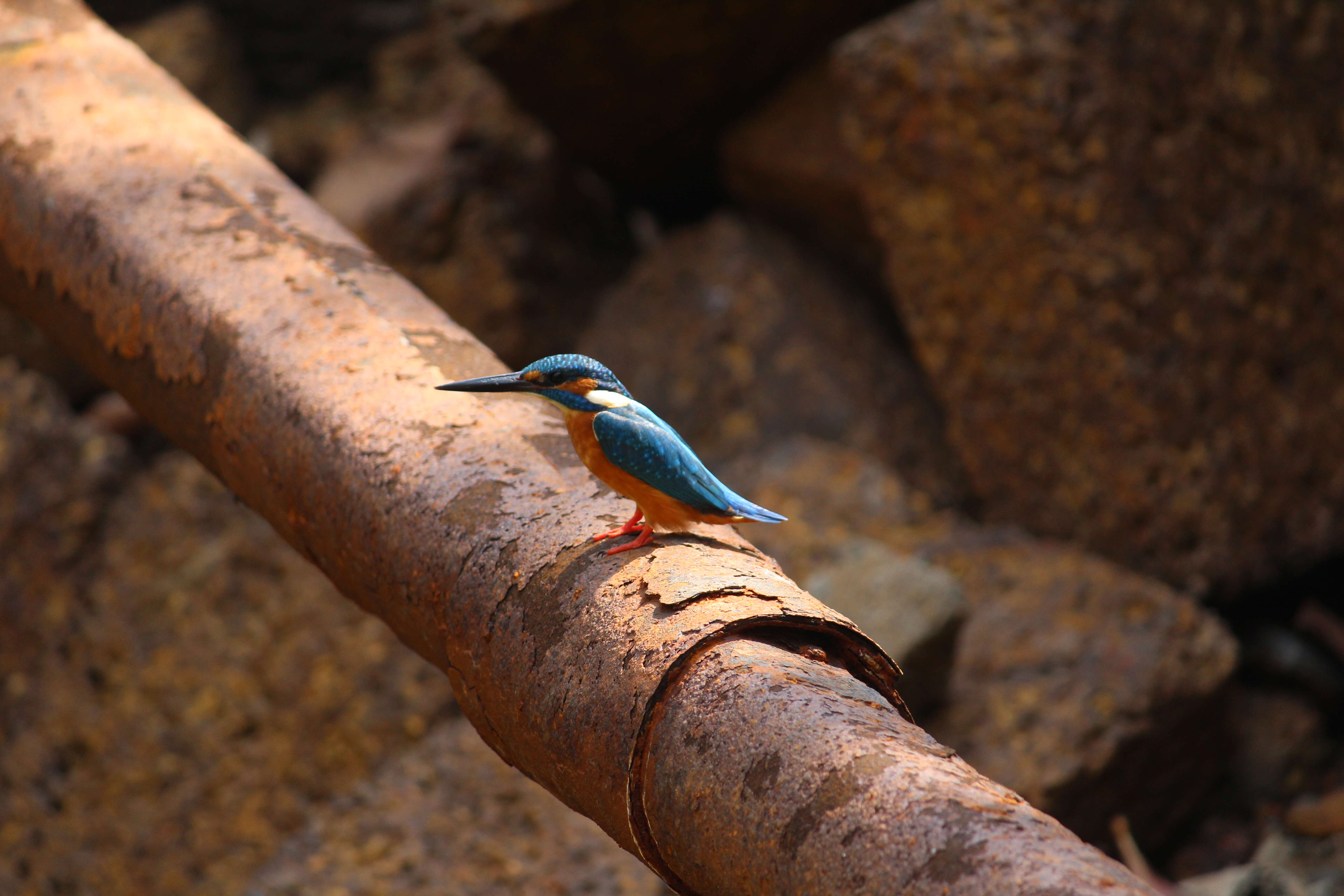 Image of Common Kingfisher