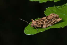 Image of brindled bell moth