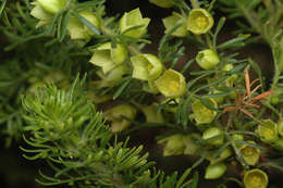 Image de Boronia tetrandra Labill.