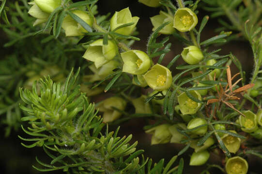 Image of yellow boronia