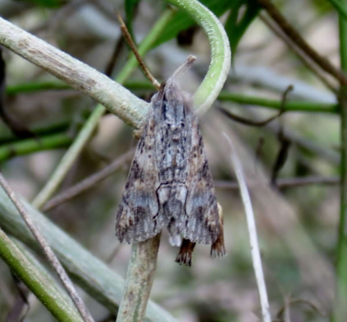 Image of Royal Poinciana Moth