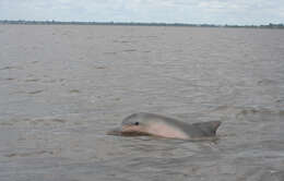 Image of Estuarine Dolphin