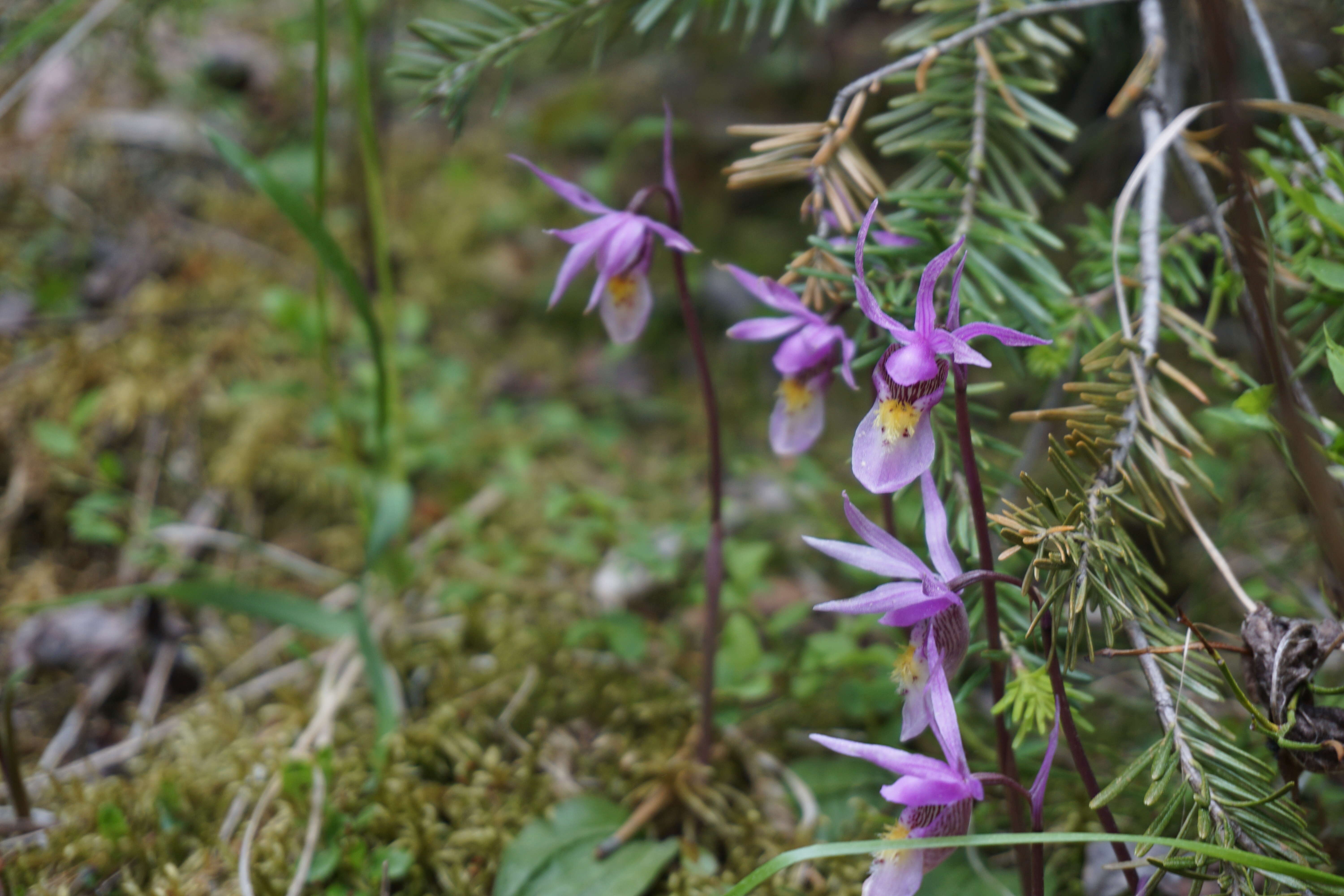 Image of calypso orchid