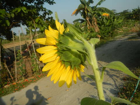 Image of common sunflower