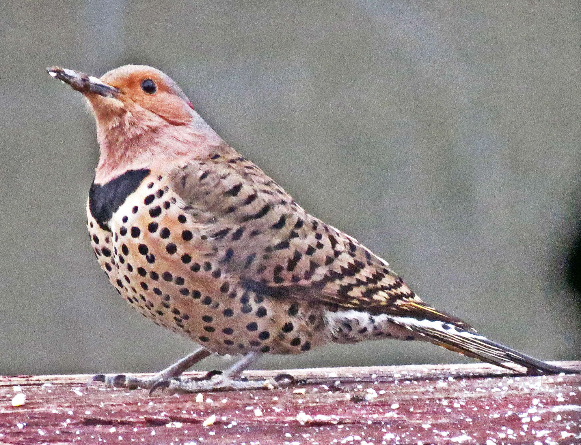 Image of Northern Flicker