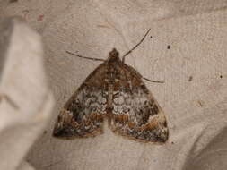 Image of common marbled carpet