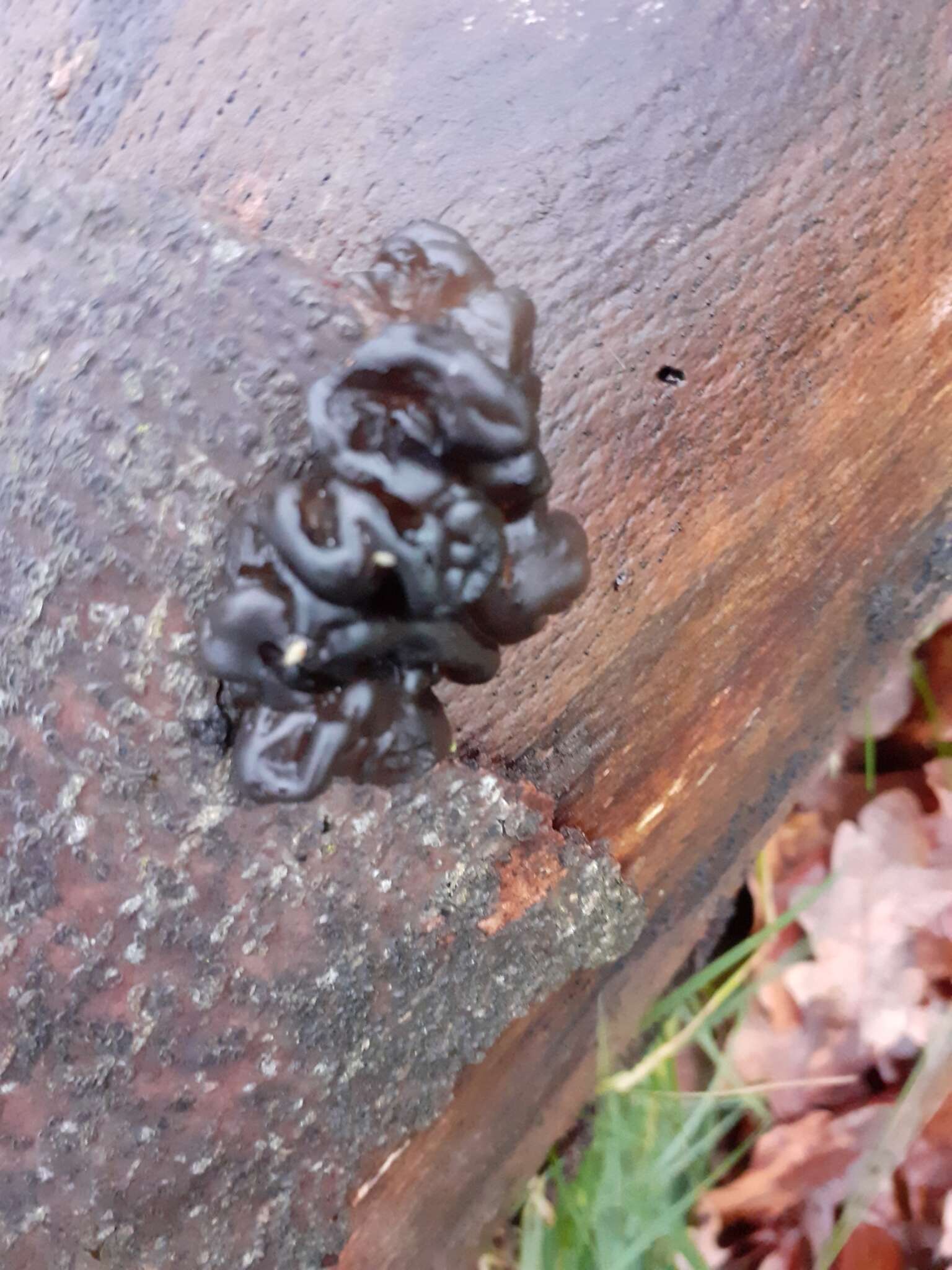 Image of Black Witches' Butter