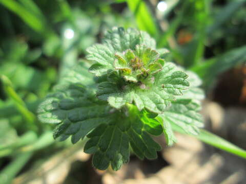 Image of common henbit