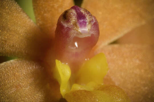 Image of Vanda curvifolia (Lindl.) L. M. Gardiner