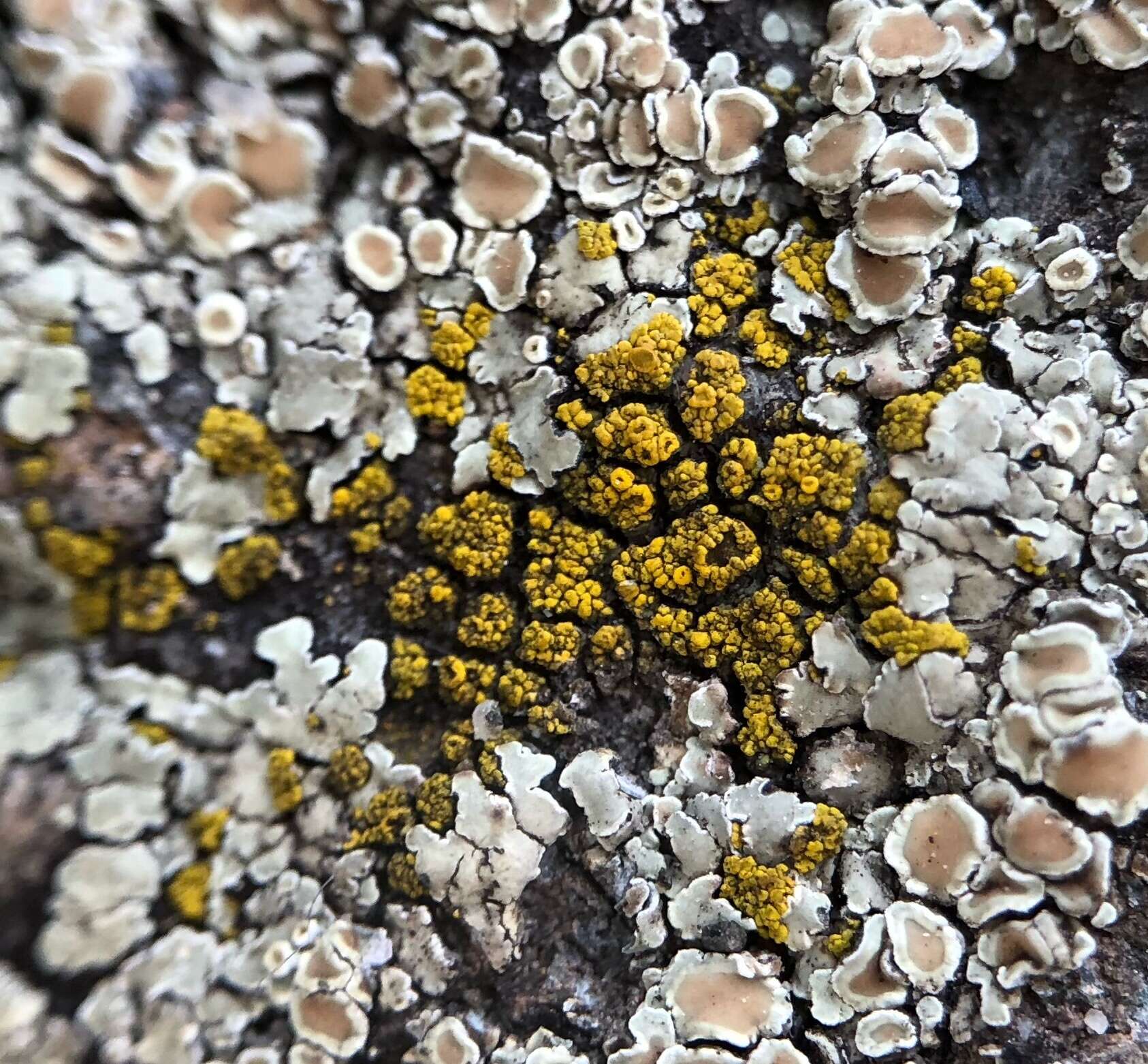 Image of eggyolk lichen