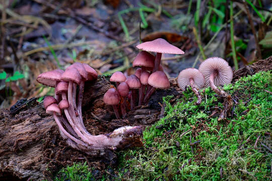 Image of Mycena haematopus (Pers.) P. Kumm. 1871