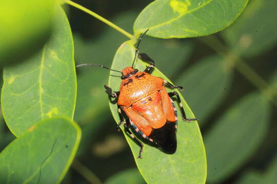 Image of Predatory Stink Bugs