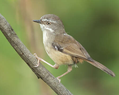 Image of White-browed Scrubwren